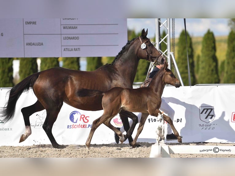 Zangersheide Semental 1 año 172 cm Morcillo in Budy Mszczonowskie