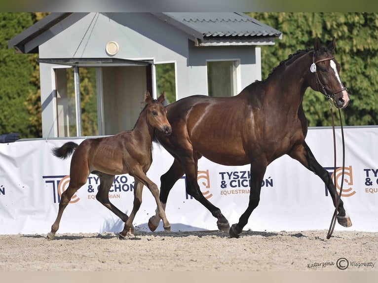 Zangersheide Semental 1 año 172 cm Morcillo in Budy Mszczonowskie