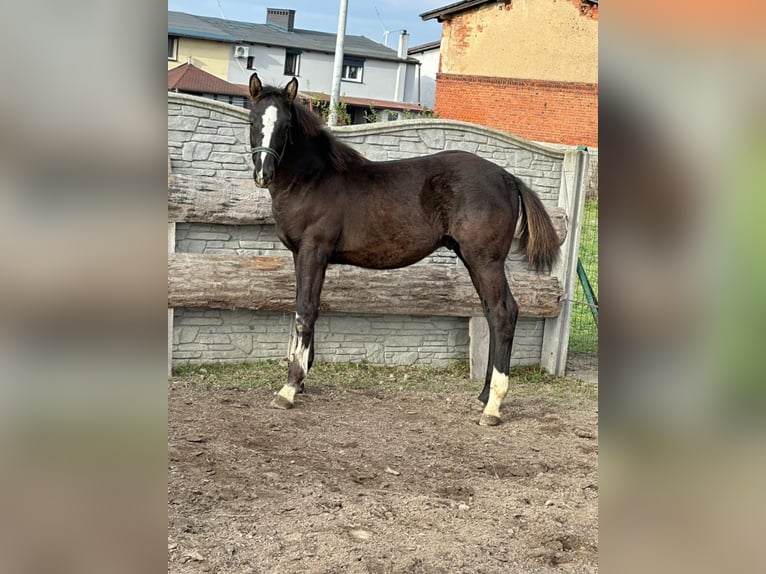 Zangersheide Mestizo Semental 1 año 175 cm Negro in Karmin