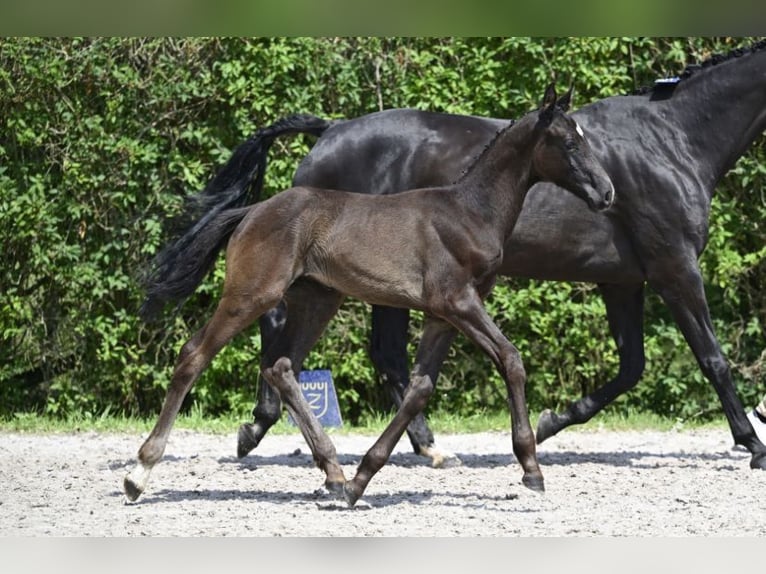Zangersheide Semental 1 año 180 cm Castaño oscuro in Hepscheid