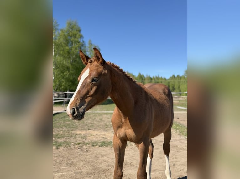 Zangersheide Semental 1 año Alazán-tostado in Suchy Bór