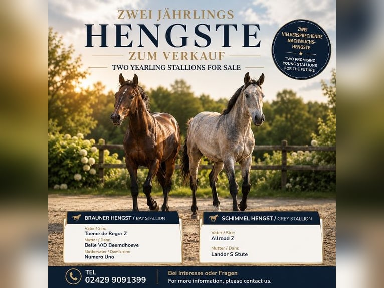 Zangersheide Semental 1 año  in Hürtgenwald