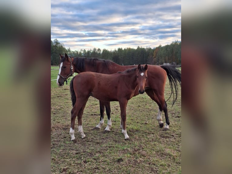Zangersheide Semental 1 año Castaño in Przasnysz