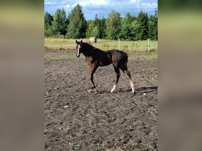 Zangersheide Semental 1 año Castaño oscuro in Przasnysz