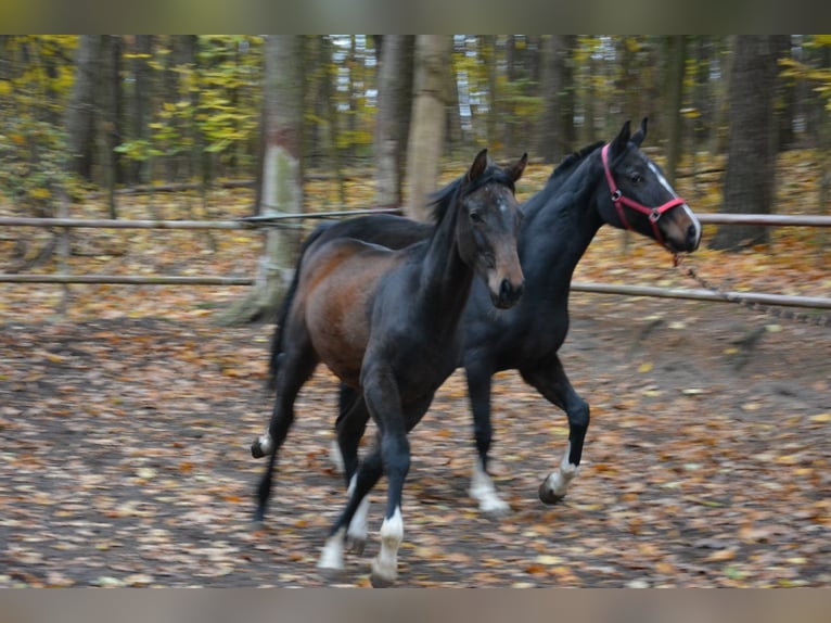 Zangersheide Semental 1 año Castaño oscuro in Poznan