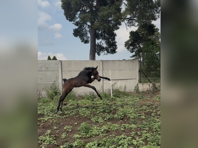 Zangersheide Semental 1 año Tordo in Gzin