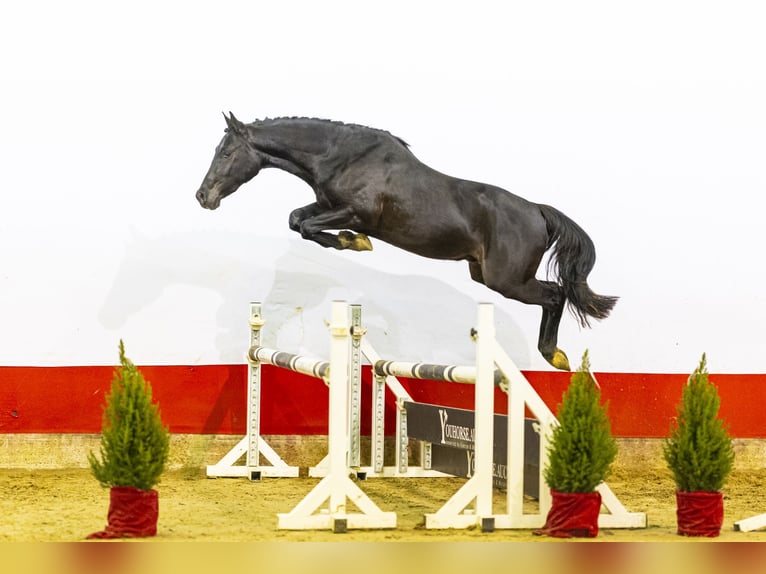 Zangersheide Semental 2 años 147 cm Negro in Waddinxveen