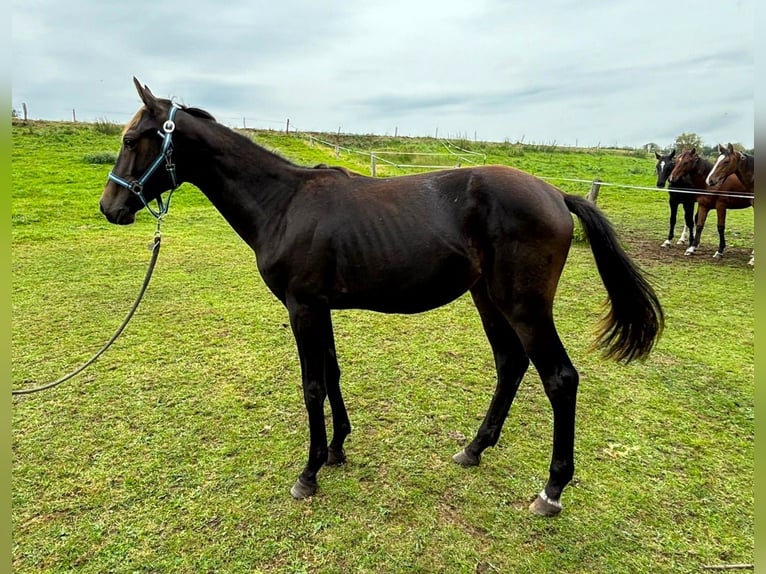 Zangersheide Semental 2 años 149 cm Morcillo in Satow