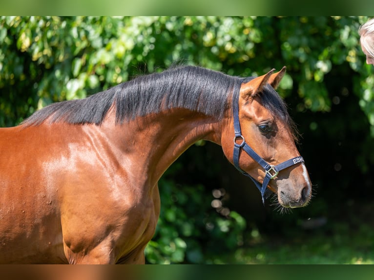 Zangersheide Semental 2 años 152 cm Castaño in GROTE-BROGEL