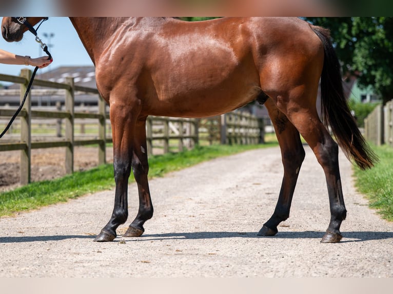 Zangersheide Semental 2 años 152 cm Castaño in GROTE-BROGEL