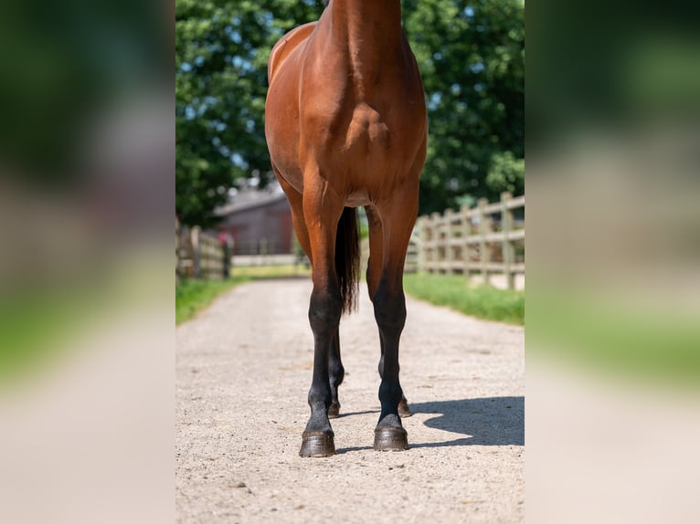 Zangersheide Semental 2 años 152 cm Castaño in GROTE-BROGEL