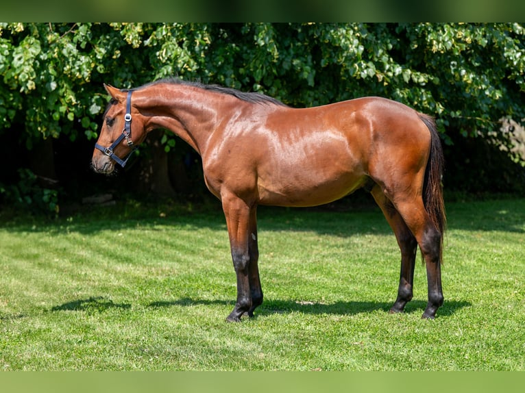 Zangersheide Semental 2 años 152 cm Castaño in GROTE-BROGEL