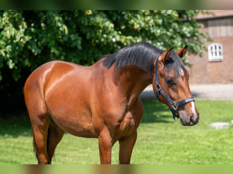 Zangersheide Semental 2 años 152 cm Castaño in GROTE-BROGEL