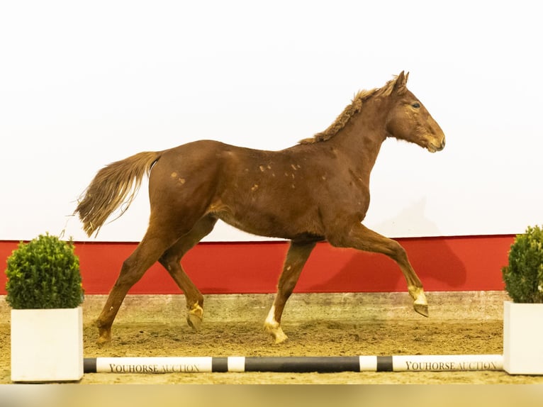 Zangersheide Semental 2 años 153 cm Alazán in Waddinxveen