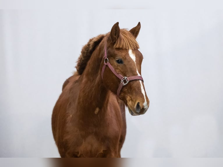 Zangersheide Semental 2 años 153 cm Alazán in Waddinxveen