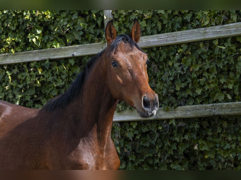 Zangersheide Semental 2 años 154 cm  in Waddinxveen