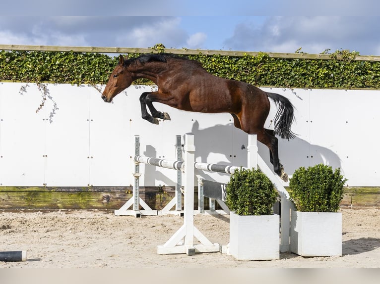 Zangersheide Semental 2 años 154 cm  in Waddinxveen