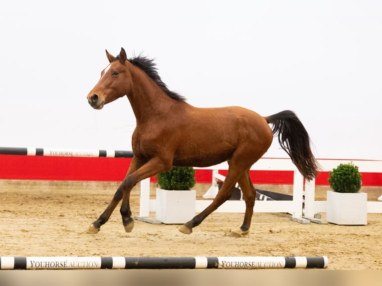 Zangersheide Semental 2 años 154 cm Castaño claro in Waddinxveen