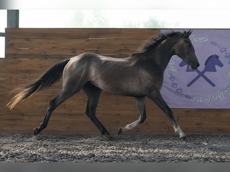Zangersheide Semental 2 años 156 cm Tordo in Stary Lajszczew