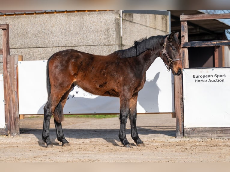 Zangersheide Semental 2 años 158 cm  in GROTE-BROGEL