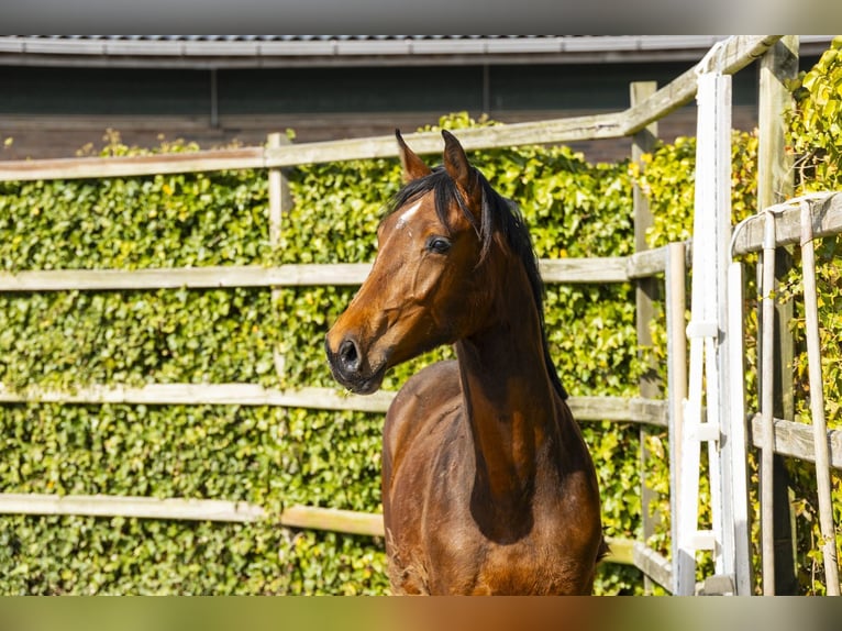 Zangersheide Semental 2 años 158 cm Castaño in Waddinxveen