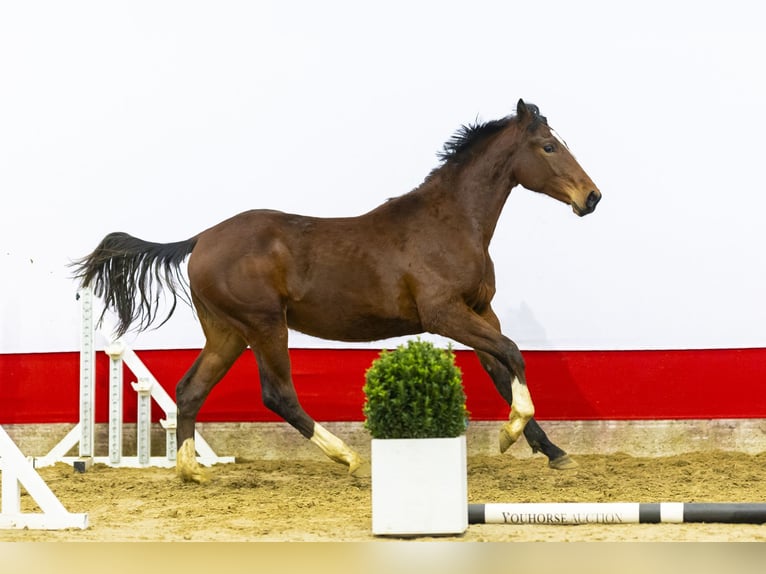 Zangersheide Semental 2 años 159 cm Castaño in Waddinxveen