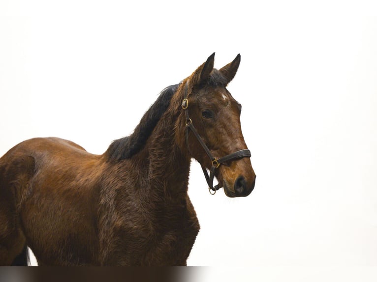 Zangersheide Semental 2 años 160 cm Castaño in Waddinxveen