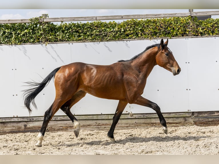 Zangersheide Semental 2 años 160 cm Castaño in Waddinxveen