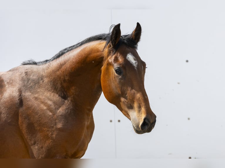 Zangersheide Semental 2 años 160 cm Castaño in Waddinxveen