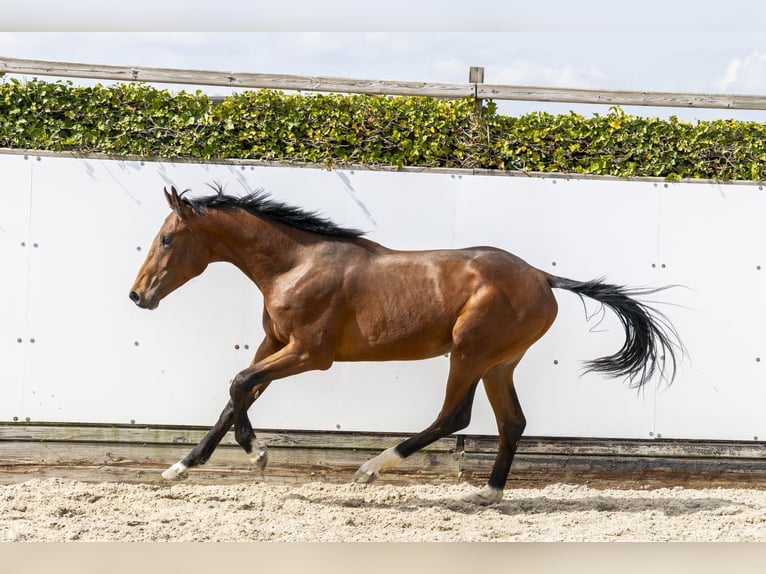 Zangersheide Semental 2 años 160 cm Castaño in Waddinxveen