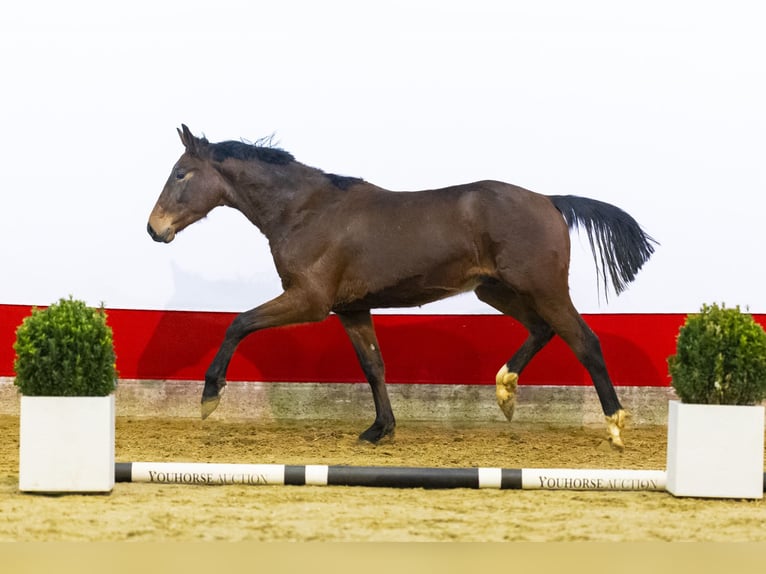 Zangersheide Semental 2 años 163 cm Castaño in Waddinxveen