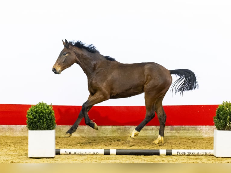 Zangersheide Semental 2 años 163 cm Castaño in Waddinxveen