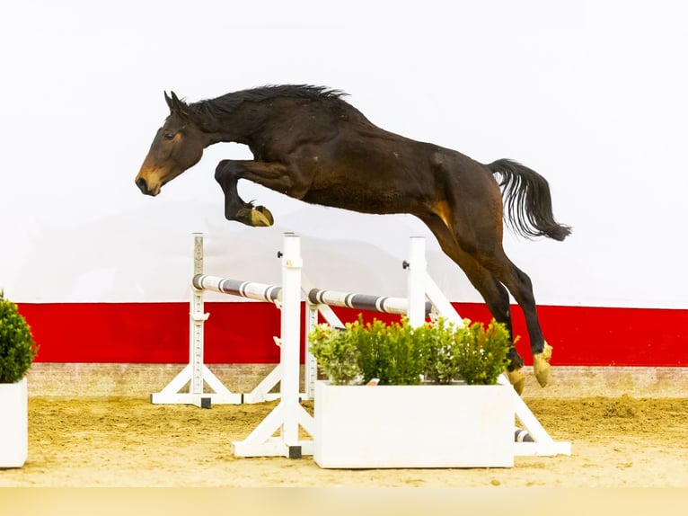 Zangersheide Semental 2 años 163 cm Castaño oscuro in Waddinxveen