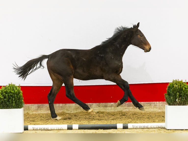 Zangersheide Semental 2 años 163 cm Castaño oscuro in Waddinxveen