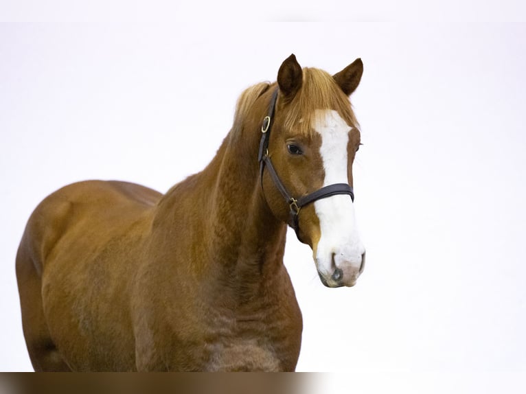 Zangersheide Semental 2 años 165 cm Alazán in Waddinxveen