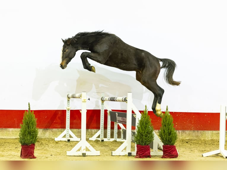 Zangersheide Semental 2 años 166 cm Castaño in Waddinxveen