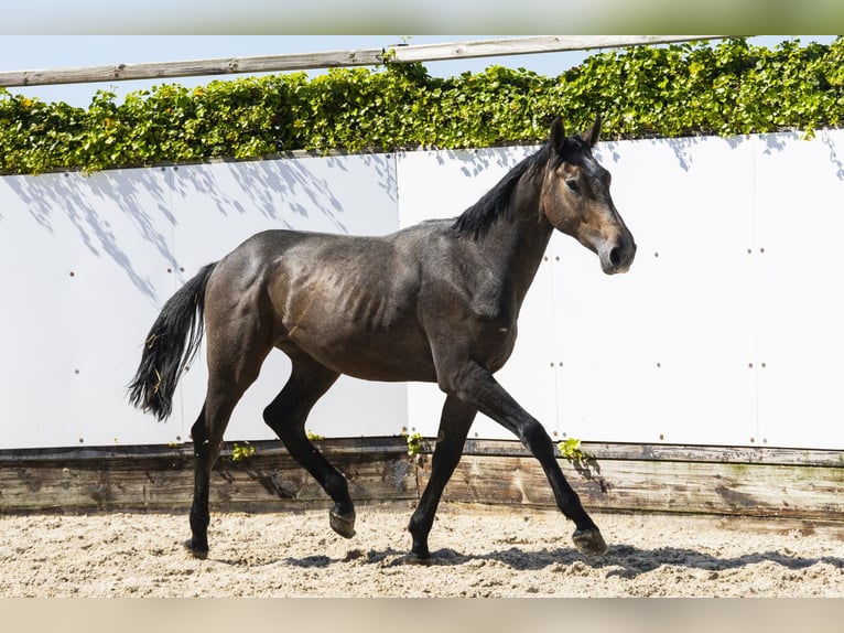 Zangersheide Semental 2 años 166 cm Grullo in Waddinxveen