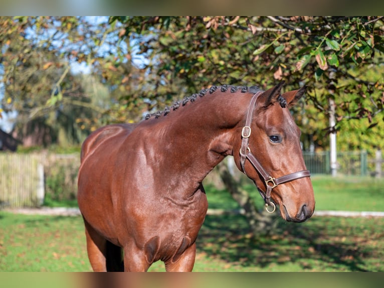 Zangersheide Semental 2 años 167 cm Castaño in GROTE-BROGEL