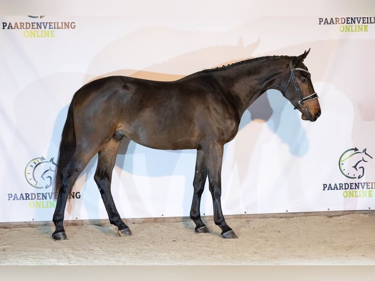 Zangersheide Semental 2 años 167 cm Castaño oscuro in Heerde