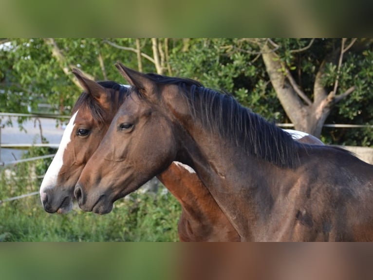 Zangersheide Semental 2 años 168 cm Castaño oscuro in Cantabria