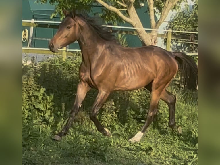 Zangersheide Semental 2 años 168 cm Castaño oscuro in Cantabria