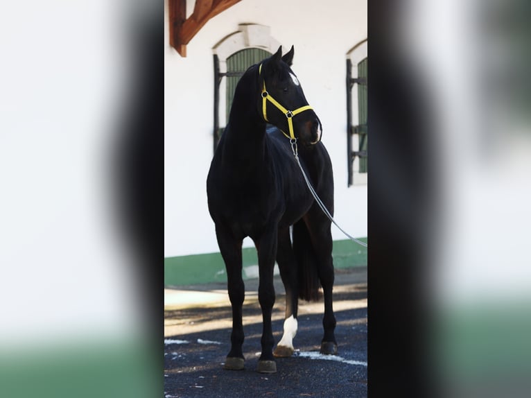 Zangersheide Semental 2 años 168 cm Castaño oscuro in Halbenrain