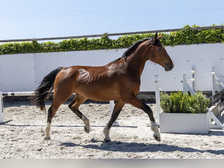 Zangersheide Semental 2 años 170 cm Castaño in Waddinxveen