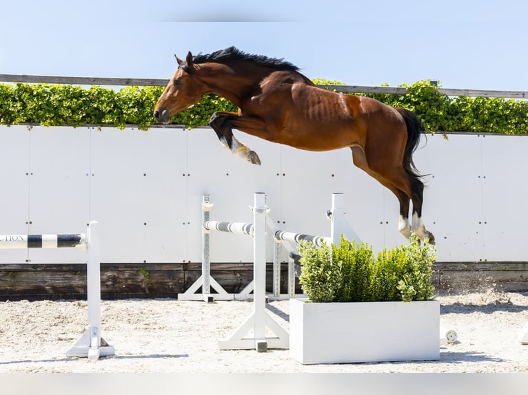 Zangersheide Semental 2 años 170 cm Castaño in Waddinxveen