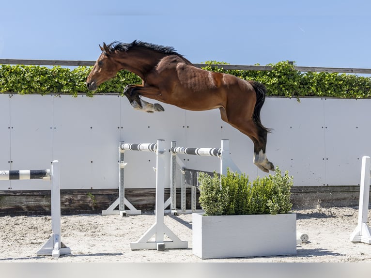 Zangersheide Semental 2 años 170 cm Castaño in Waddinxveen