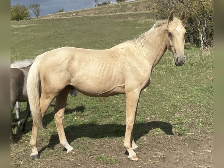 Zangersheide Semental 2 años 170 cm Palomino in Mücheln (Geiseltal)