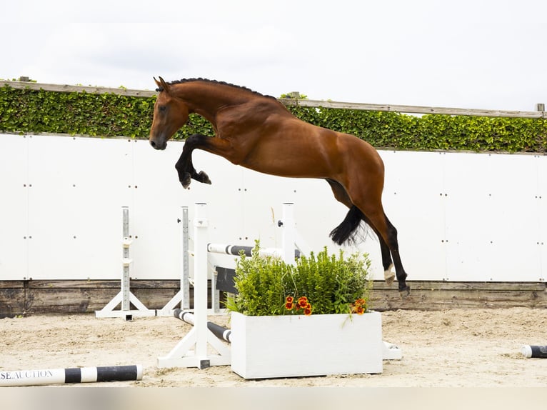 Zangersheide Semental 2 años 171 cm Castaño in Waddinxveen