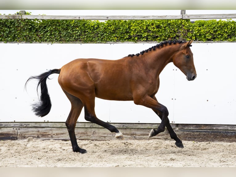 Zangersheide Semental 2 años 171 cm Castaño in Waddinxveen