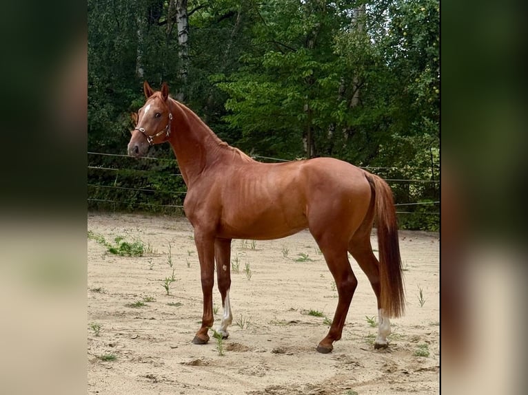 Zangersheide Semental 2 años 172 cm Alazán in Brzyków