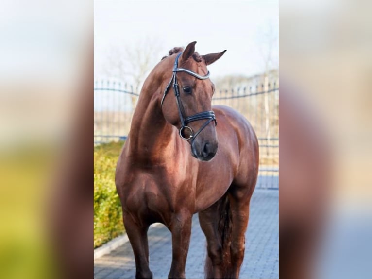 Zangersheide Semental 2 años 172 cm Alazán in Brzyków